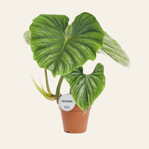Philodendron Plowmanii