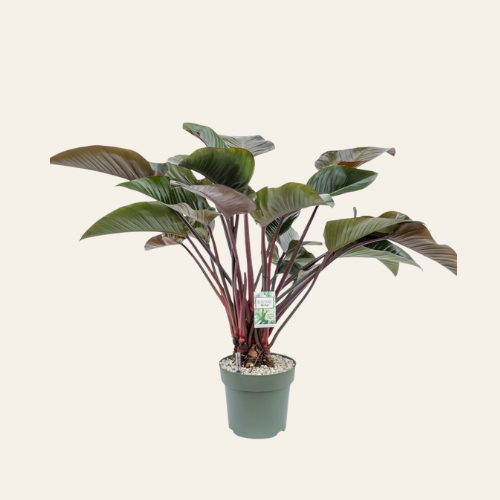 Philodendron Red Beauty