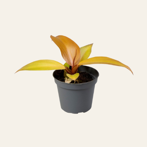 Philodendron Red Sun