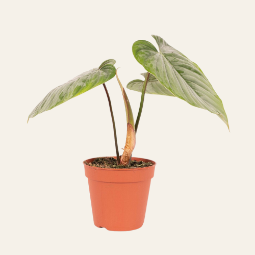 Philodendron Sodiroi
