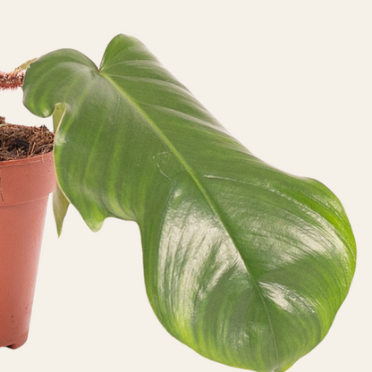 Philodendron Squamiferum