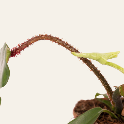 Philodendron Squamiferum