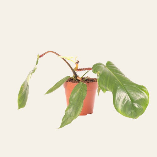 Philodendron Squamiferum