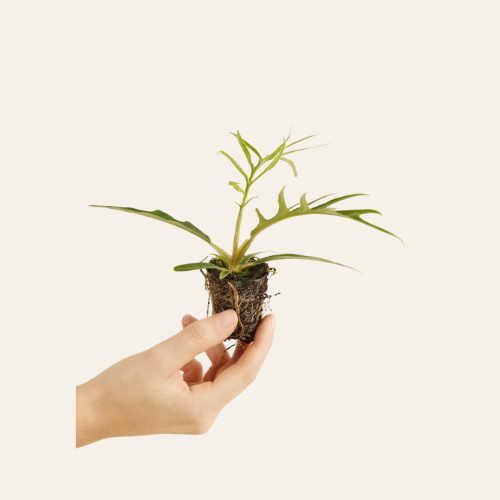 Philodendron Tortum