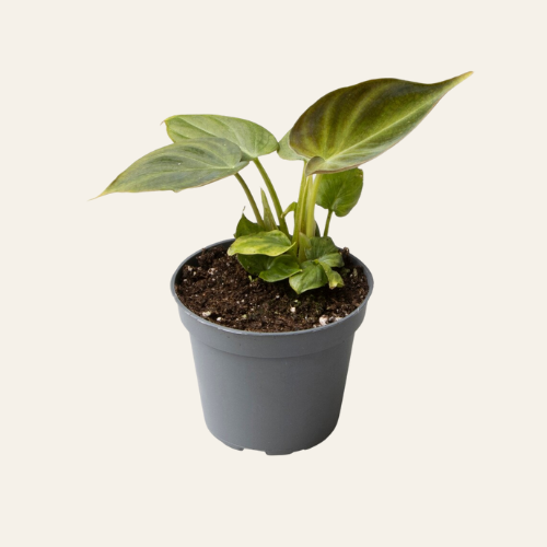 Philodendron Verrucosum
