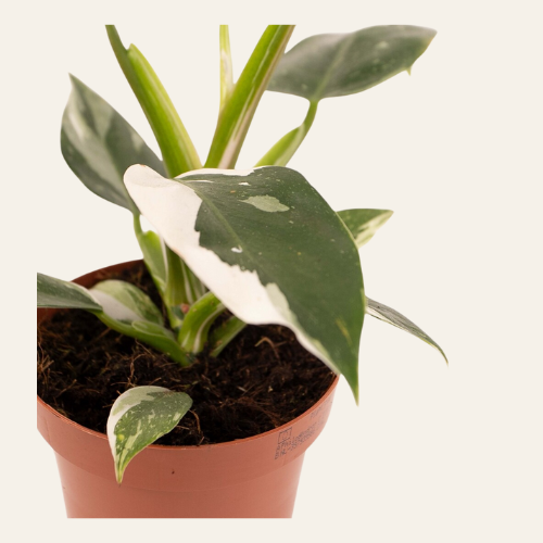 Philodendron White Princess