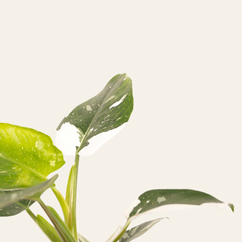 Philodendron White Princess