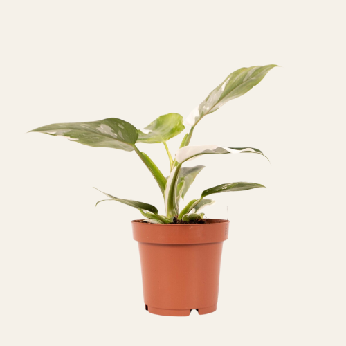 Philodendron White Princess