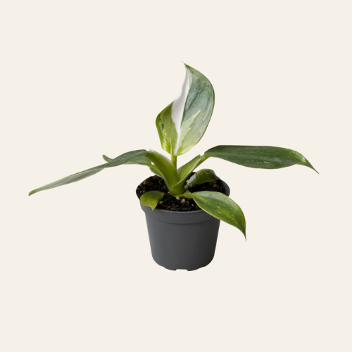 Philodendron White Wizard