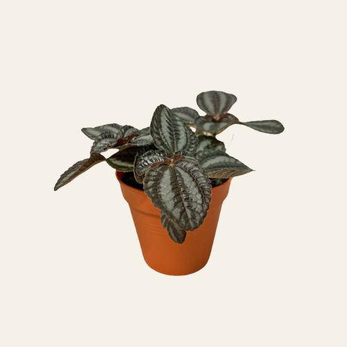 Pilea Norfolk