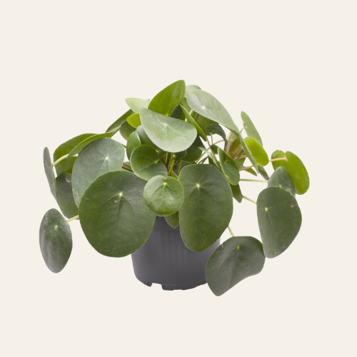 Pilea Peperomioides