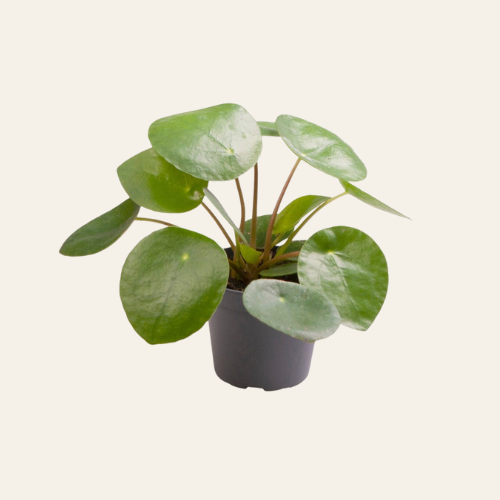 Pilea Peperomioides