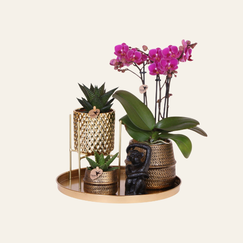 Kolibri Company | Confezione regalo Hotel Chic | Set di piante con orchidea Phalaenopsis viola e piante grasse, include vasi in ceramica