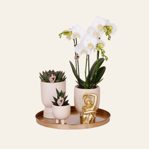 Kolibri Company | Set regalo Luxury Living | Set di piante con orchidea Phalaenopsis bianca e piante grasse, incluse coperture in ceramica