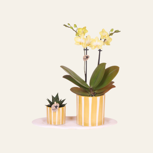 Kolibri Orchids | Set regalo Small | Pianta verde con orchidea Phalaenopsis gialla in vasi decorativi Painted Stripe su vassoio organico bianco