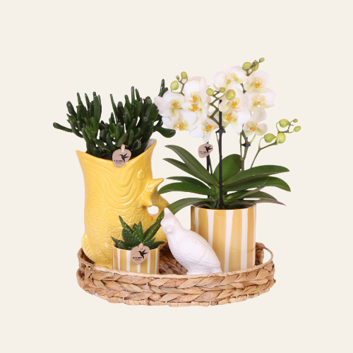 Kolibri Company | Gift Set Mediterranean Sunset Set piante con orchidea Phalaenopsis bianca 'Lausanne' e succulente in coprivasi in ceramica
