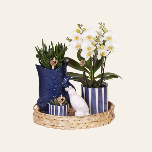 Kolibri Company | Set di piante Mediterranean Sunset | Orchidea Phalaenopsis bianca Lausanne e piante grasse con vasi decorativi in ceramica inclusi