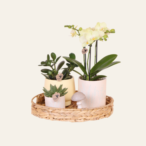 Kolibri Orchids | Gift Set Big Piante verdi con orchidea Phalaenopsis gialla in coprivasi Simplicity gialli su vassoio in bambù