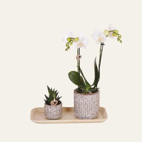 Kolibri Orchids | Gift Set Untamed Nature Small Pianta verde con orchidea Phalaenopsis bianca 'Amabilis' in coprivasi Jaguar su vassoio in bambù