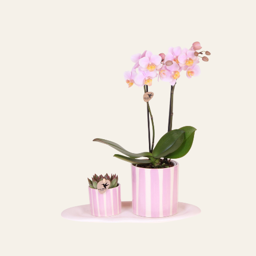 Kolibri Orchids | Gift Set Mediterranean Sunset Small Pianta verde con orchidea Phalaenopsis rosa 'Andorra' in coprivasi Painted Stripe su vassoio bianco organico