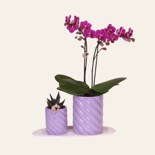 Kolibri Orchids | Gift set Optimism small lila | Groene plant met oranje Phalaenopsis orchidee in Candy sierpotten op wit organisch dienblad