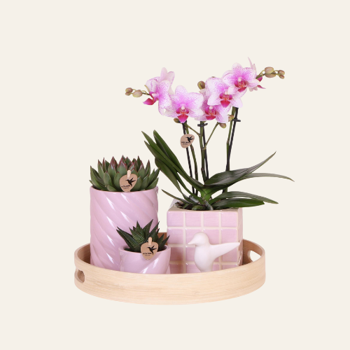 Kolibri Company | Set regalo Colourful Optimism | Set di piante con Orchidea Phalaenopsis rosa e Succulente con vasi decorativi in ceramica inclusi
