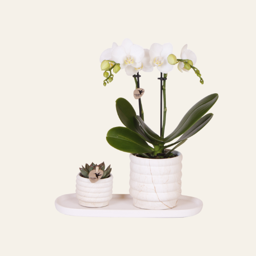 Kolibri Company | Set Piante Slow Living Small Orchidea Phalaenopsis bianca 'Lausanne' e pianta grassa con coprivasi in ceramica su vassoio organico bianco