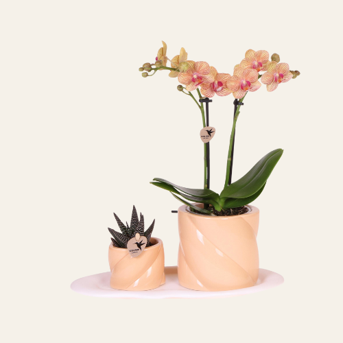 Kolibri Orchids | Gift Set Optimism Small Peach Pianta verde con orchidea Phalaenopsis arancione in coprivasi Candy su vassoio bianco organico
