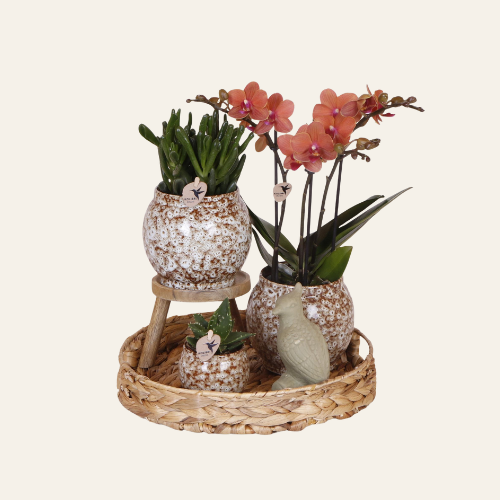 Kolibri Company | Gift Set Untamed Nature | Set con orchidea Phalaenopsis rossa e piante grasse in eleganti coprivasi in ceramica