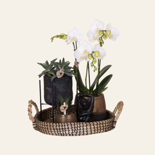 Kolibri Company | Gift Set Urban Nature | Set di piante con orchidea Phalaenopsis e succulente in vasi decorativi in ceramica