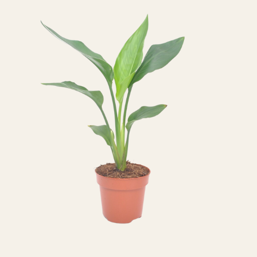 Strelitzia Reginae