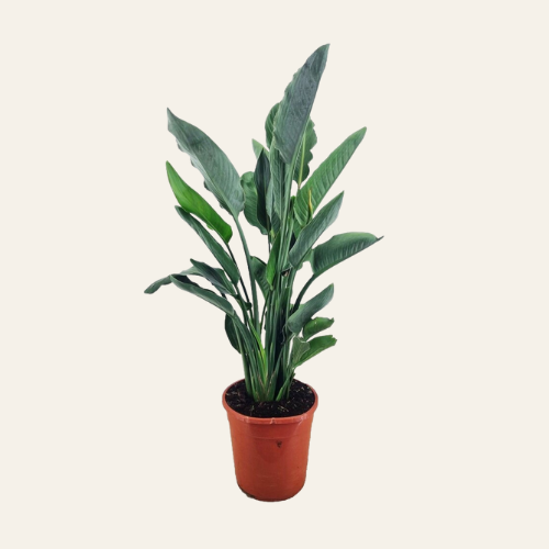 Strelitzia Reginae