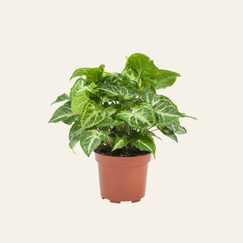 Syngonium Arrow