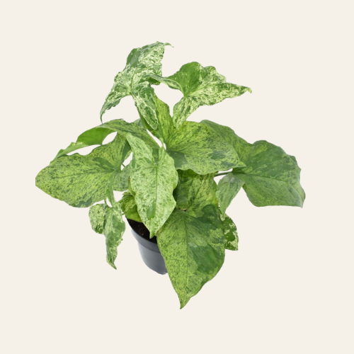 Syngonium 'Mottled'