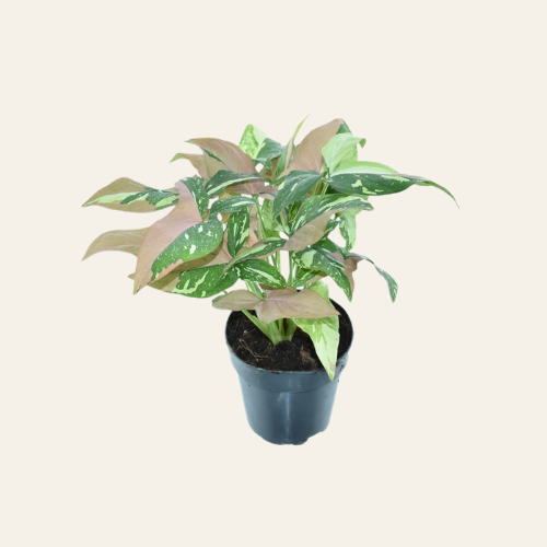 Syngonium 'Tricolor Red Spot'