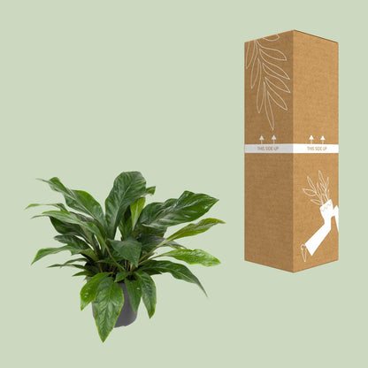 Anthurium Jungle Bush – Vaso Ø30 cm – H 70 cm