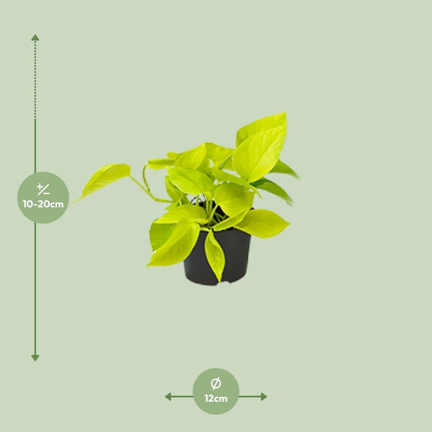 Epipremnum Golden Pothos