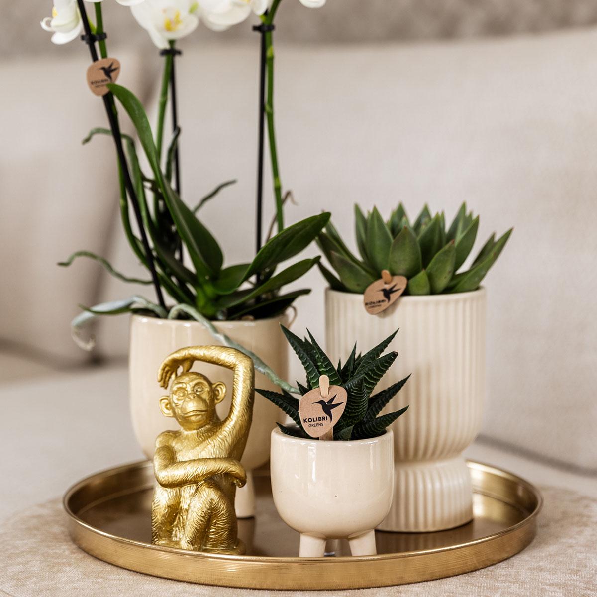 Kolibri Company | Set regalo Luxury Living | Set di piante con orchidea Phalaenopsis bianca e piante grasse, incluse coperture in ceramica