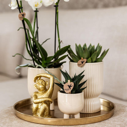 Kolibri Company | Set regalo Luxury Living | Set di piante con orchidea Phalaenopsis bianca e piante grasse, incluse coperture in ceramica