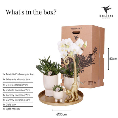 Kolibri Company | Set regalo Luxury Living | Set di piante con orchidea Phalaenopsis bianca e piante grasse, incluse coperture in ceramica