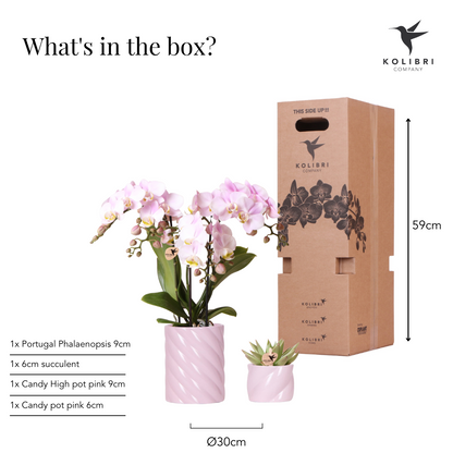 Kolibri Company | Set di San Valentino con orchidea rosa Portugal e succulenta in vasi Candy Pink - pot Ø9cm