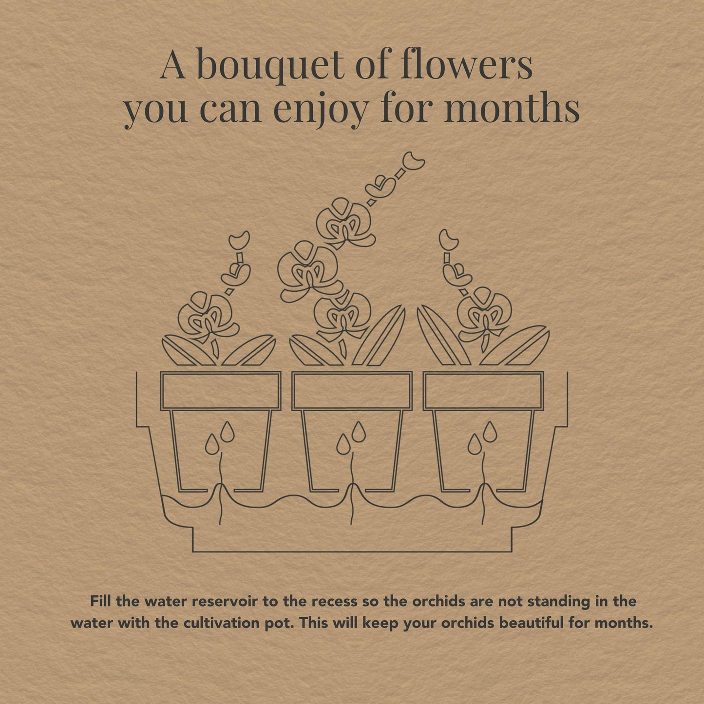 Kolibri Orchids – Set di Orchidee Bianche in Coppa “Honey” con Serbatoio d’Acqua