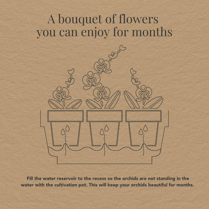 Kolibri Orchids – Set di Orchidee Bianche in Coppa “Honey” con Serbatoio d’Acqua