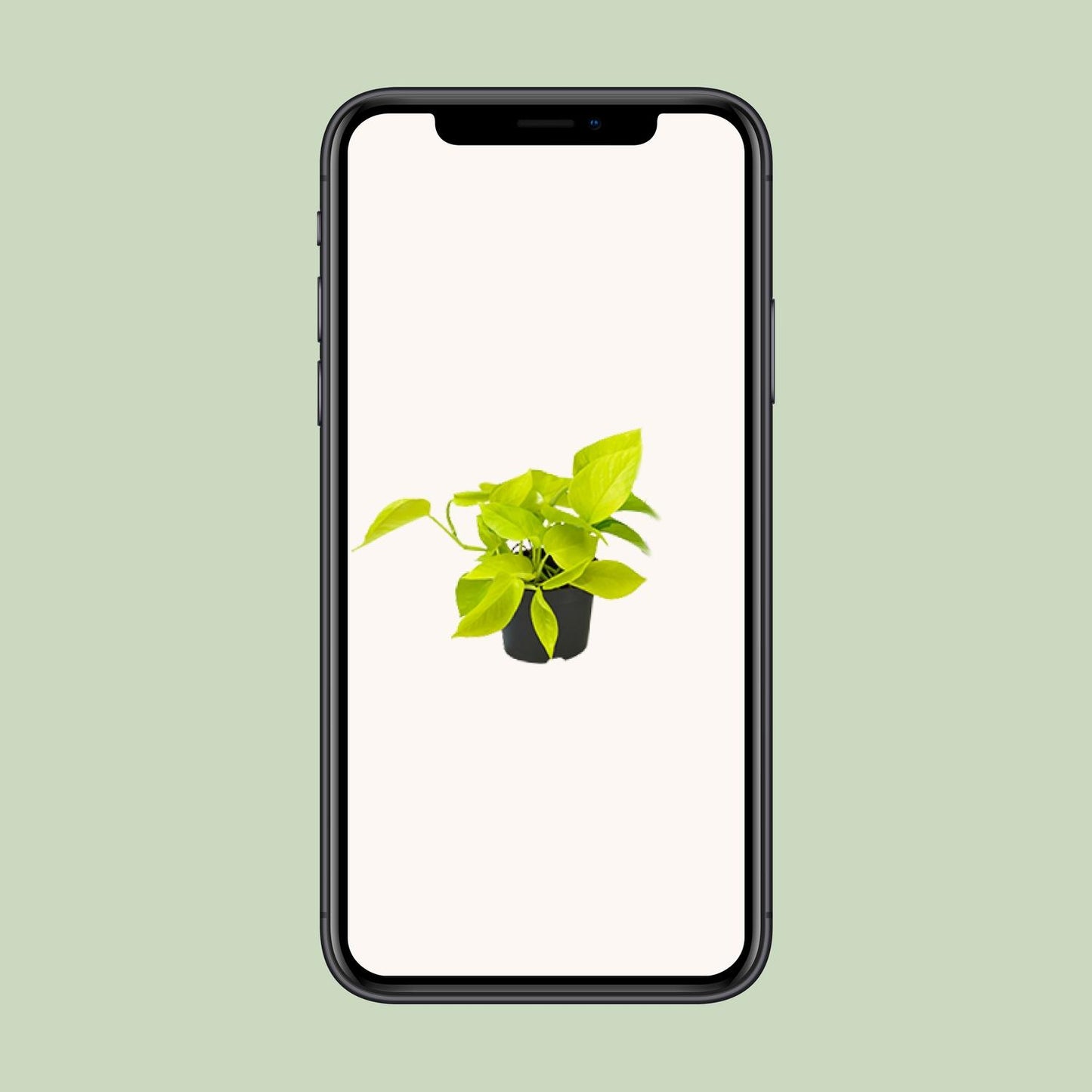 Epipremnum Golden Pothos