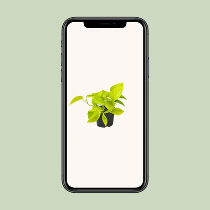 Epipremnum Golden Pothos