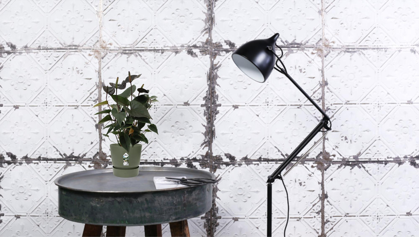 Anthurium Black Love – Vaso Ø12 cm – H 36 cm