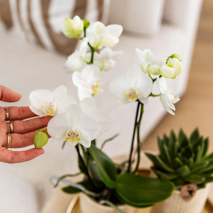 Kolibri Company | Set regalo Luxury Living | Set di piante con orchidea Phalaenopsis bianca e piante grasse, incluse coperture in ceramica