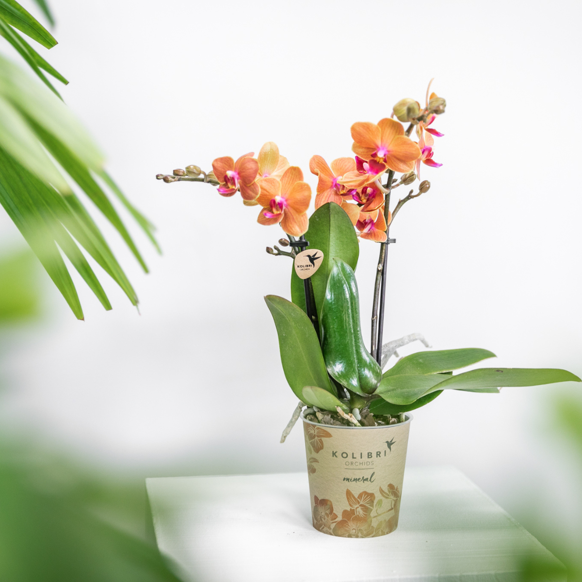 Kolibri Orchids | Orchidea Phalaenopsis arancione – Mineral Bolzano – diametro vaso Ø9cm