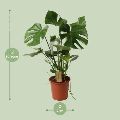 Monstera Deliciosa - Ø21cm - ↕60cm
