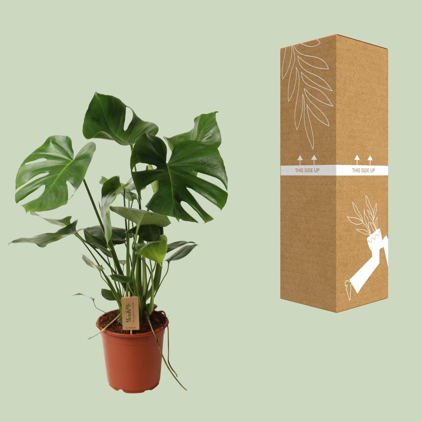 Monstera Deliciosa - Ø21cm - ↕60cm